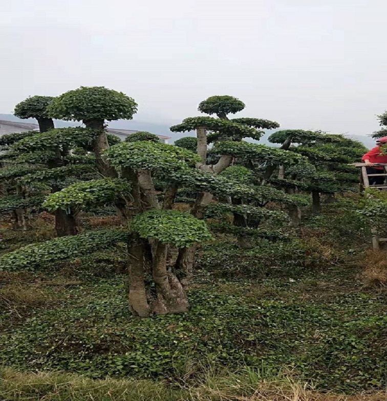 小叶女贞桩