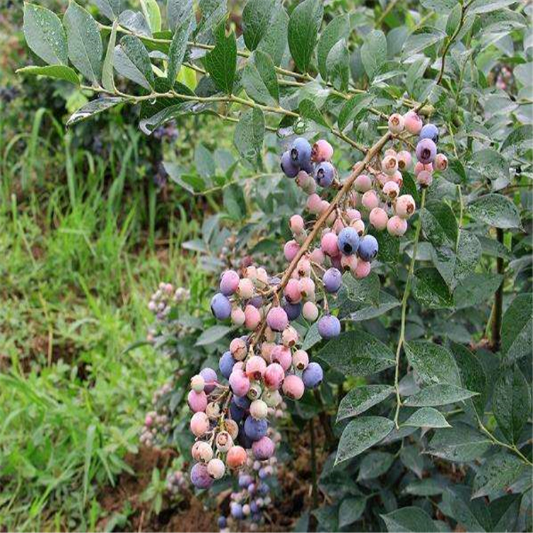 蓝莓苗 蓝莓树 都克蓝莓苗 黑加仑蓝莓