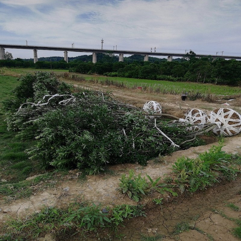 杨梅树