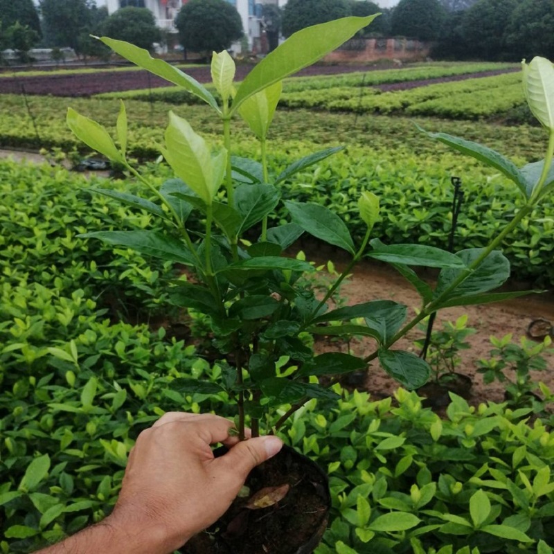 12.4大叶栀子花