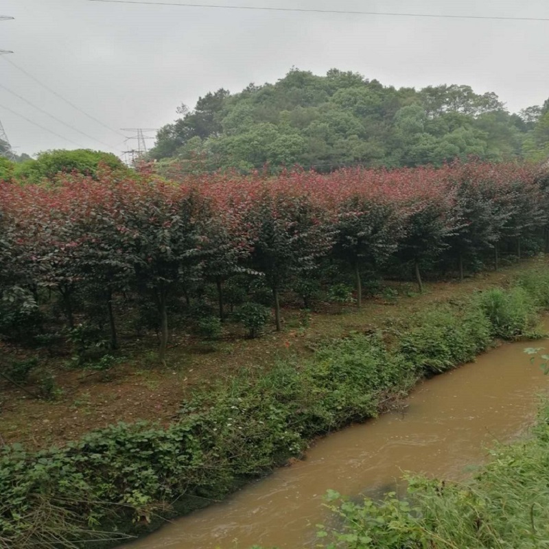 红叶李