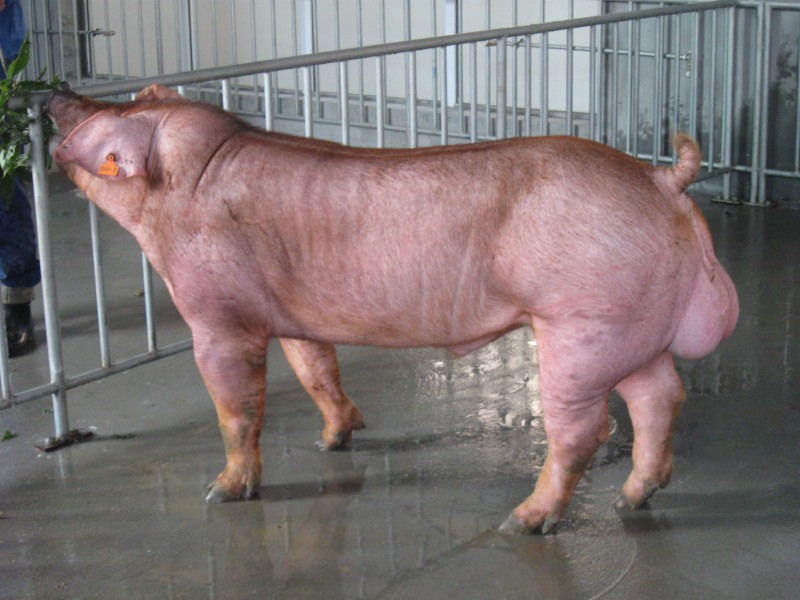 纯种杜洛克公猪价格 黑色杜洛克种猪 杜洛克后备母猪