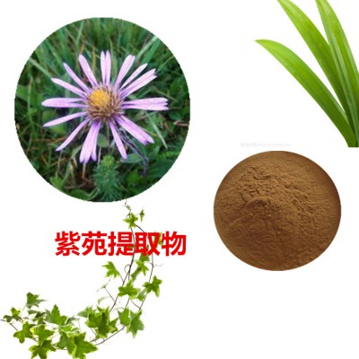 紫菀提取物 水提 紫菀速溶粉 紫菀浸膏 紫菀粉