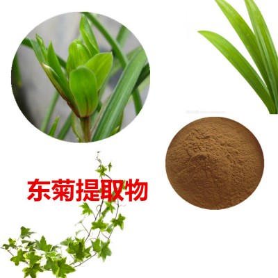 东菊提取物 东菊粉 东菊速溶粉 东菊浸膏粉