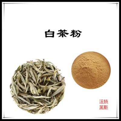 白茶粉 白茶提取物  白茶浸膏 白茶提取液