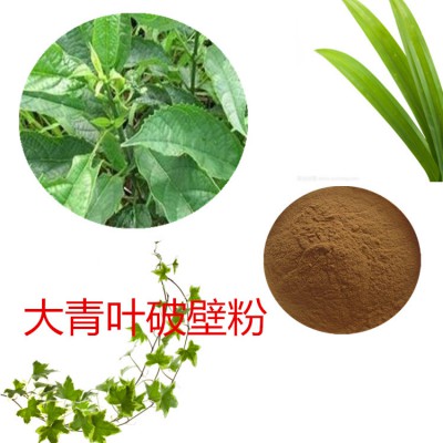 大青叶粉 大青叶破壁粉 大青叶浸膏 大青叶提取液