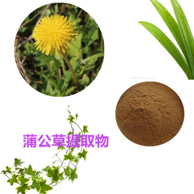 蒲公草速溶粉  蒲公草提取物 蒲公草浸膏 蒲公草浸膏粉