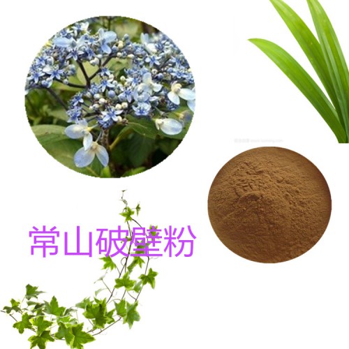 常山破壁粉  常山提取物  常山粉  常山浸膏