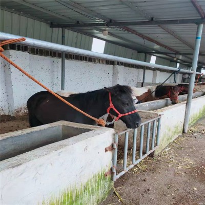 设特兰矮马 设特兰矮马养殖基地