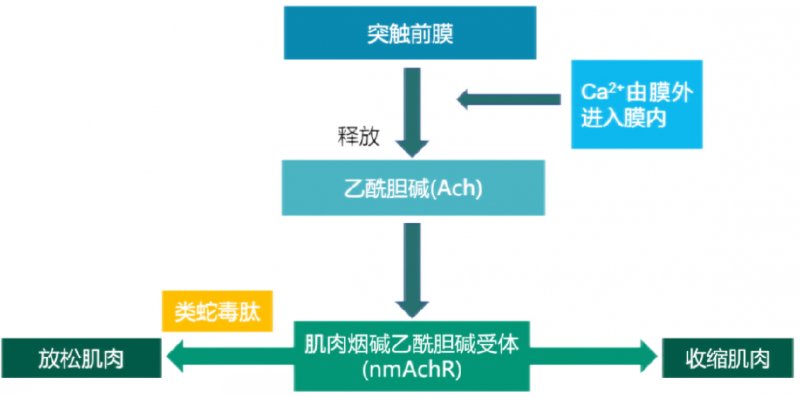 类蛇毒肽作用机制