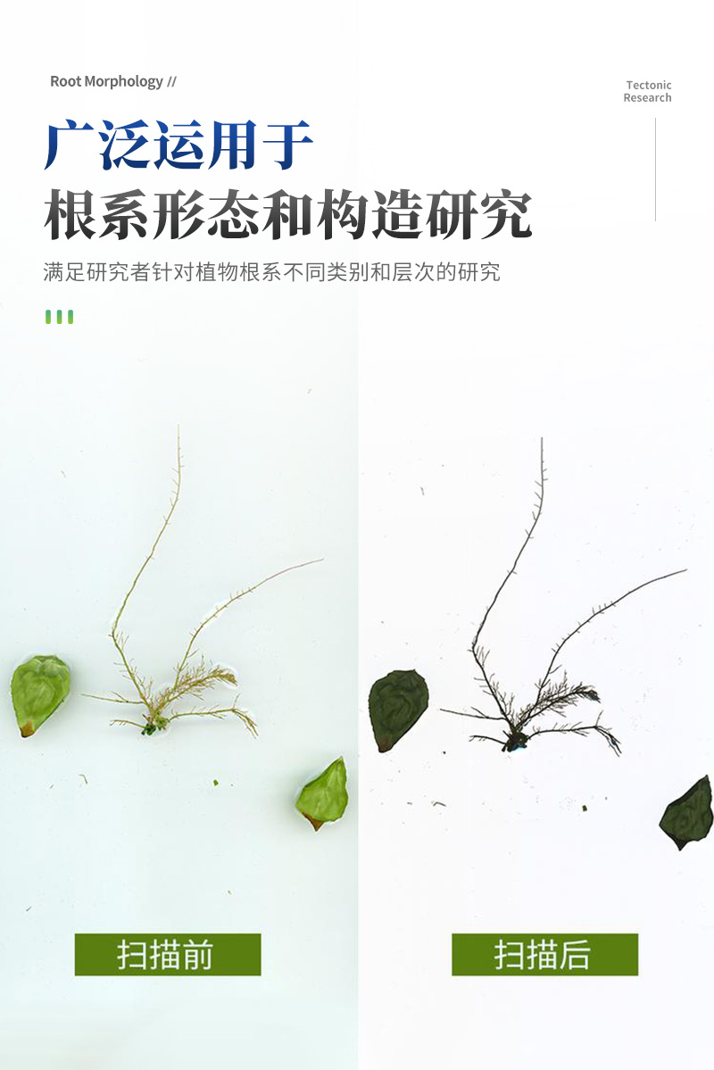 植物根系详情_07