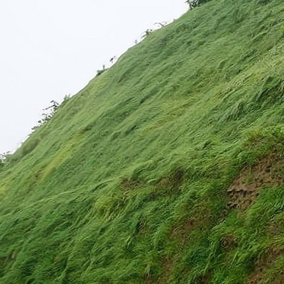 客土喷播 道路边坡绿化恢复